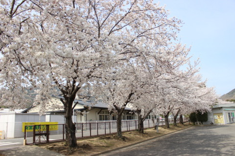 桜は満開です　3月30日現在
